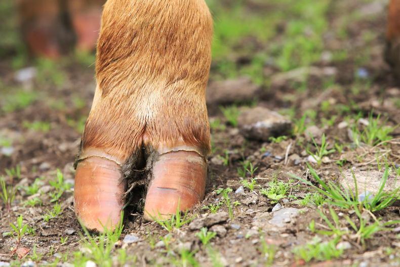 UFU demands review into incident where cattle were shot on Tyrone farm UFU demands review into incident where cattle were shot on Tyrone farm