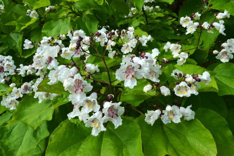 Gardening with Mary: the plants that thrive in dry weather Gardening with Mary: the plants that thrive in dry weather