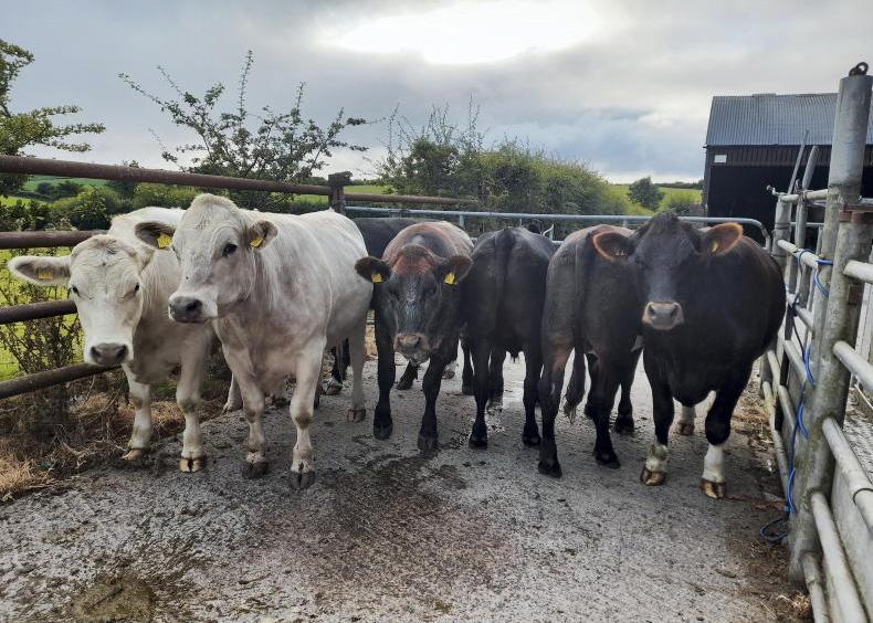 How to make money out of beef cattle How to make money out of beef cattle
