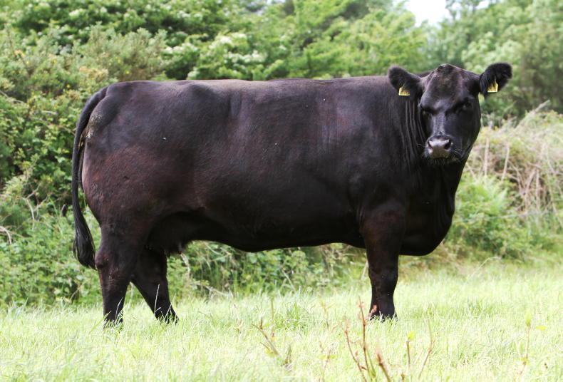 Mercury Matrons average an impressive €7,360 Mercury Matrons average an impressive €7,360