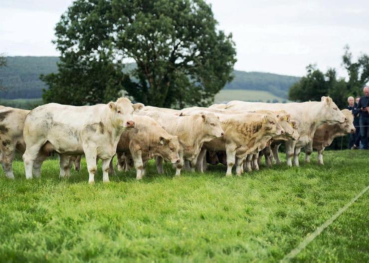 Maternal genetics and management key to success at IGA beef walk Maternal genetics and management key to success at IGA beef walk