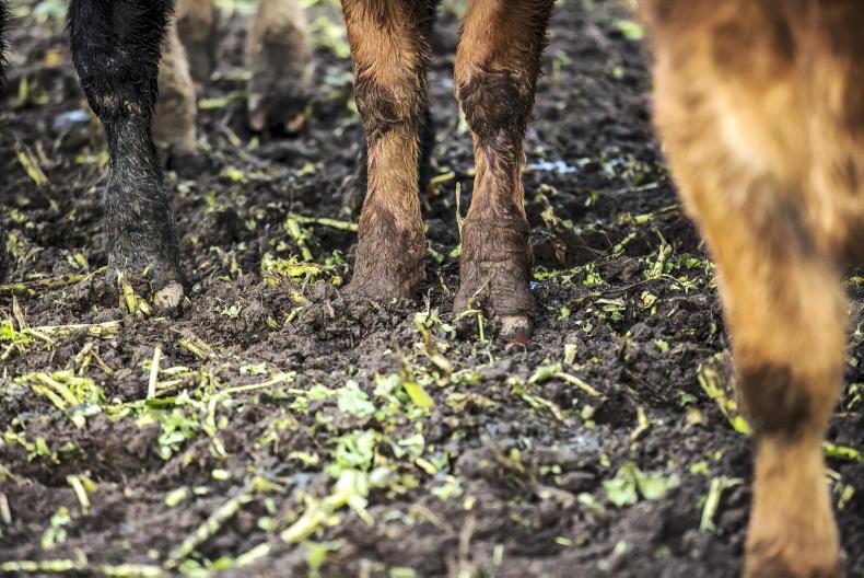 Over 2,600 cattle and sheep seized by Department Over 2,600 cattle and sheep seized by Department