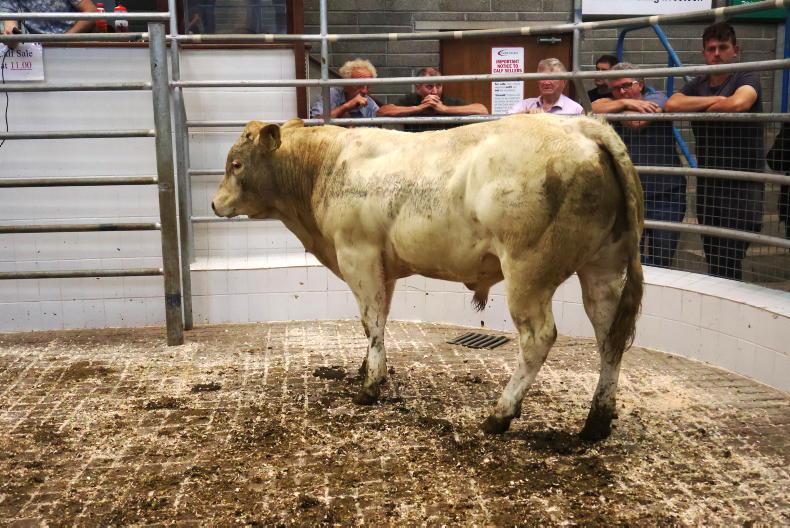 MartBids Database: weanlings hold firm but heavy cattle tougher trade MartBids Database: weanlings hold firm but heavy cattle tougher trade