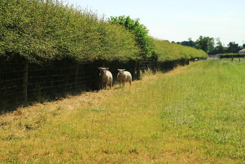 Sheep Management: bluetongue virus vaccination and fertiliser application Sheep Management: bluetongue virus vaccination and fertiliser application