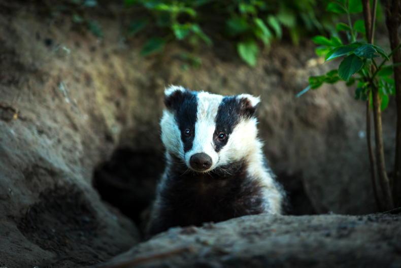 Over 1,100 applications to On-Farm Badger Biosecurity Scheme Over 1,100 applications to On-Farm Badger Biosecurity Scheme