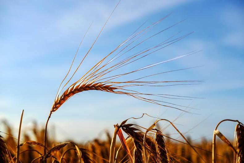 Grain Trends: markets fall with oil and sellers Grain Trends: markets fall with oil and sellers