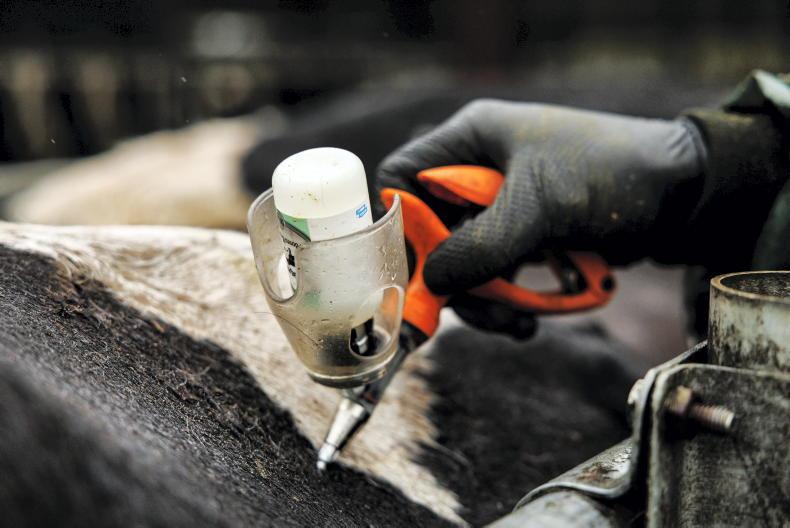 Bluetongue cases on the rise in Britain Bluetongue cases on the rise in Britain