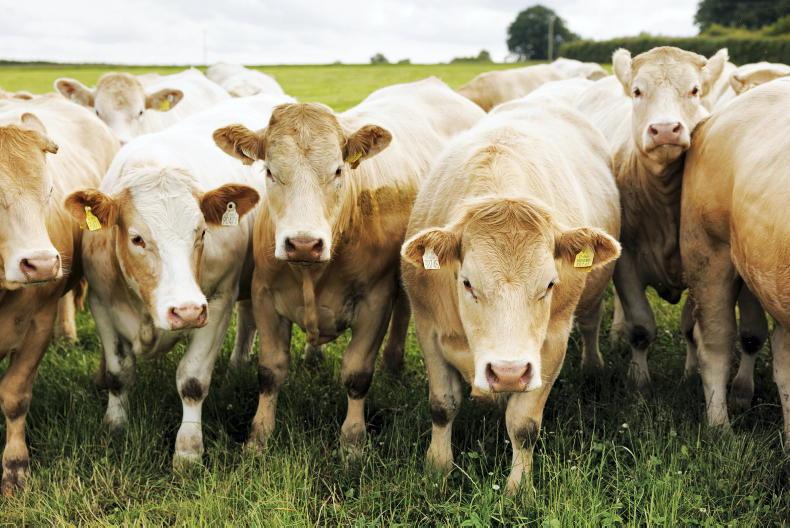 Beef Management: managing grass, autumn-calving cows and first-calved heifers Beef Management: managing grass, autumn-calving cows and first-calved heifers