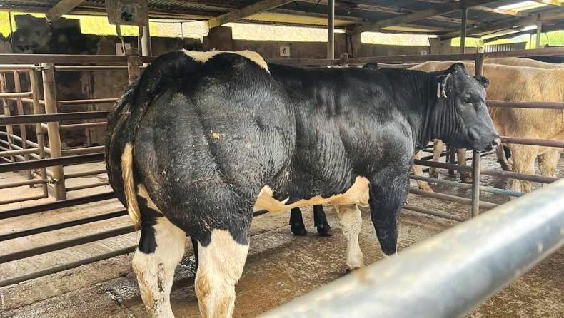 Camera at the Mart: lively trade for quality weanlings in Manorhamilton Camera at the Mart: lively trade for quality weanlings in Manorhamilton