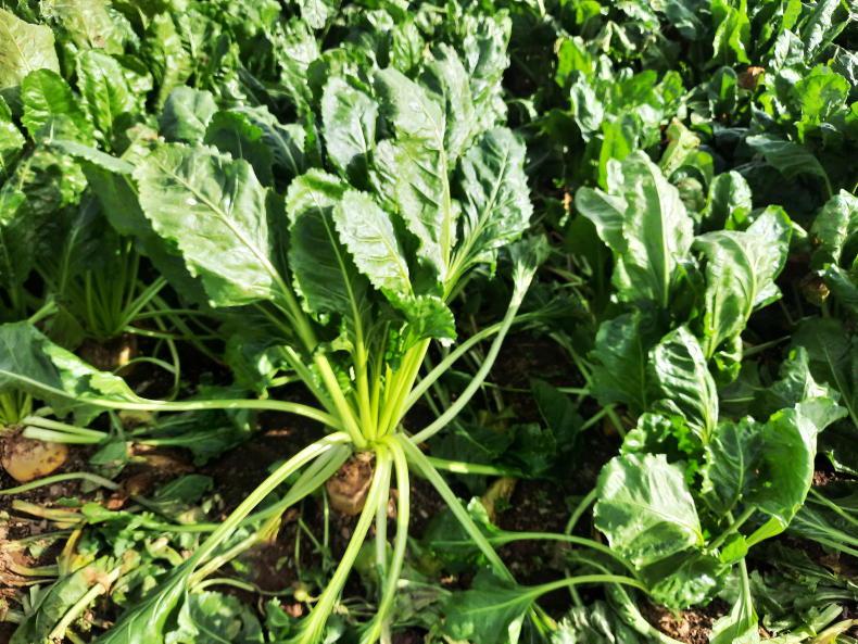 Beet needs boron and fungicide after dry weather Beet needs boron and fungicide after dry weather