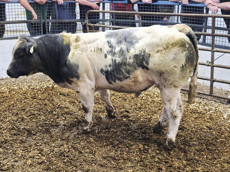 Camera at the Mart: Solid demand at show and sale in Tuam Mart Camera at the Mart: Solid demand at show and sale in Tuam Mart