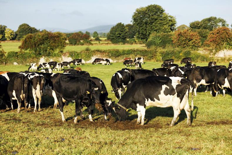 European drought could bring some relief for Irish milk prices European drought could bring some relief for Irish milk prices