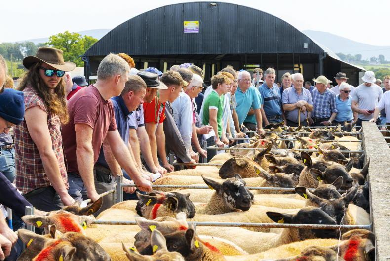 Borris Ewe Breeders sale goes online Borris Ewe Breeders sale goes online