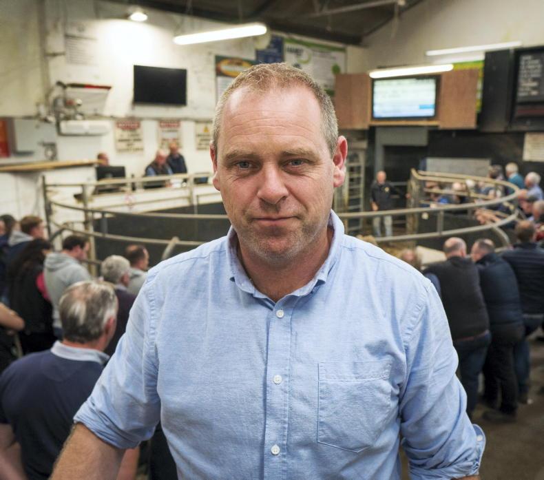 Beef cattle sought after in Elphin Beef cattle sought after in Elphin