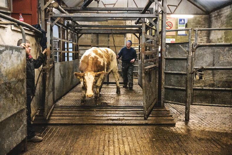 Watch: farmers opting for the mart to sell finished cattle Watch: farmers opting for the mart to sell finished cattle