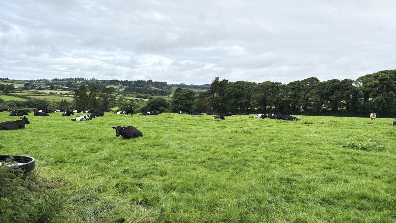 Young dairy farmer sets sights on 120-cow herd after going full-time Young dairy farmer sets sights on 120-cow herd after going full-time