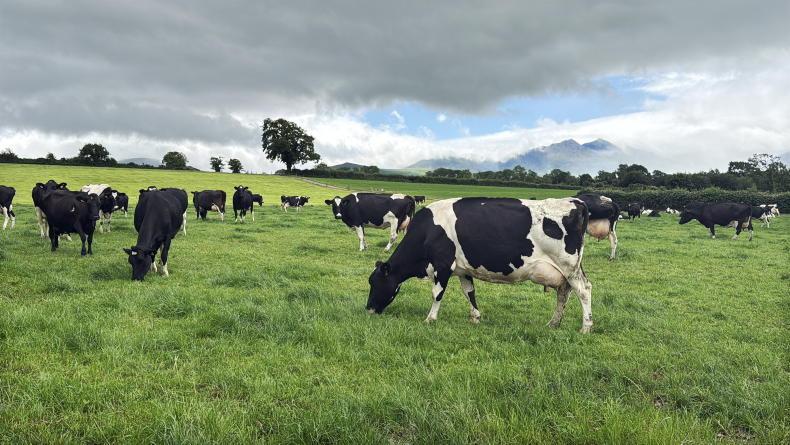 74 cows is enough as Kerry farmer targets more milk solids 74 cows is enough as Kerry farmer targets more milk solids