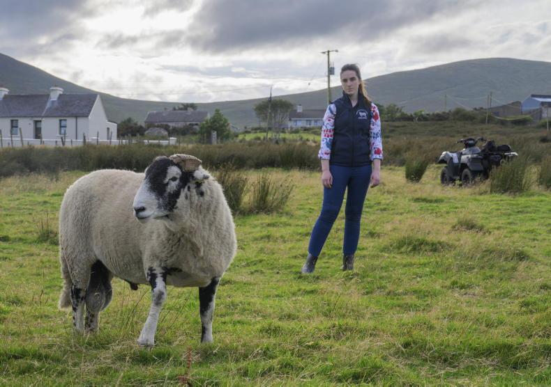 Why this Mayo farmer backs Swaledales - with ewes rearing triplets at 20 Why this Mayo farmer backs Swaledales - with ewes rearing triplets at 20