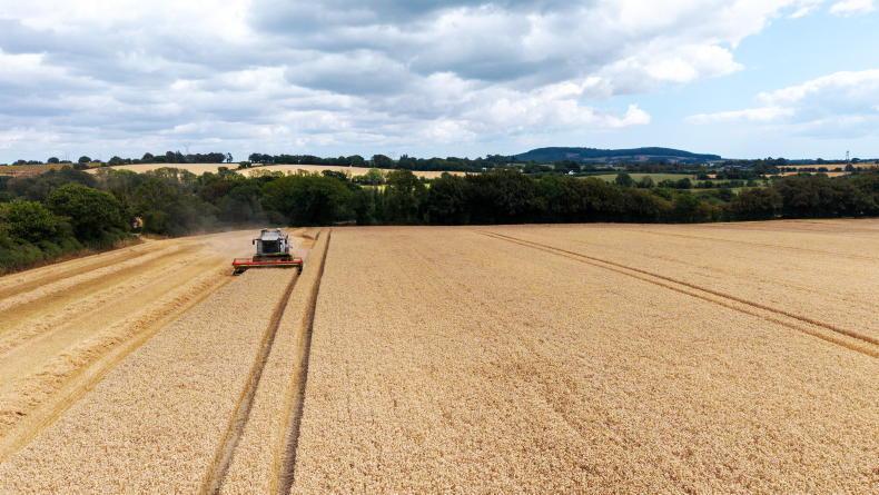 One wheat variety was my 2026 harvest star - another a 'bloody disgrace' One wheat variety was my 2026 harvest star - another a 'bloody disgrace'