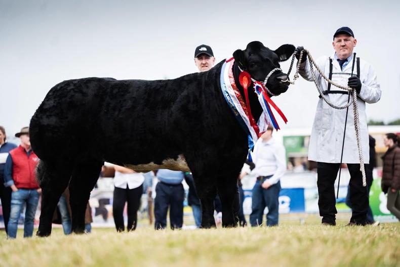 Champion heifer Ruby makes it two in a row at Tullamore Show Champion heifer Ruby makes it two in a row at Tullamore Show