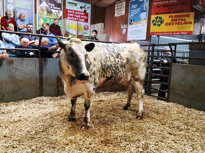 Cull cows to £2,460 at Rathfriland Mart Cull cows to £2,460 at Rathfriland Mart