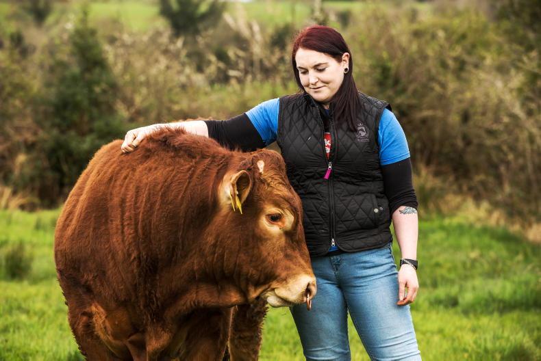 'The Blonde went looking for a bull - and brought everyone with her' 'The Blonde went looking for a bull - and brought everyone with her'