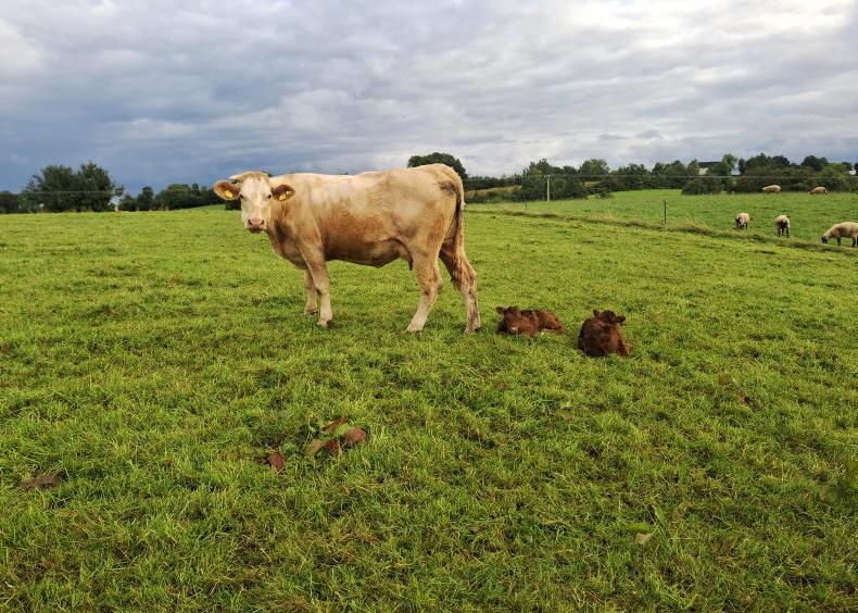 Back in the swing of autumn calving Back in the swing of autumn calving
