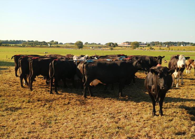 No respite for drought-stricken farmers No respite for drought-stricken farmers