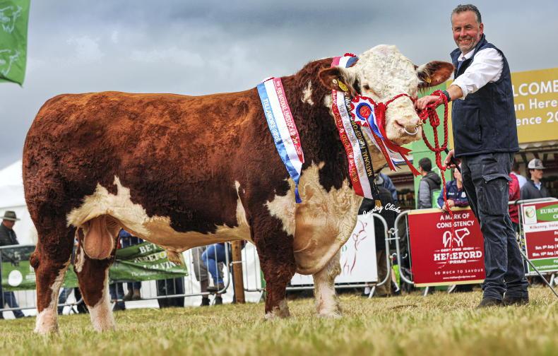 European breeders feast on Ireland's finest Hereford genetics European breeders feast on Ireland's finest Hereford genetics