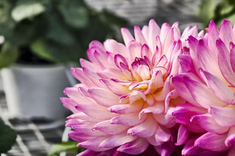 Gardening with Paul: how to grow stunning dahlias in any garden Gardening with Paul: how to grow stunning dahlias in any garden