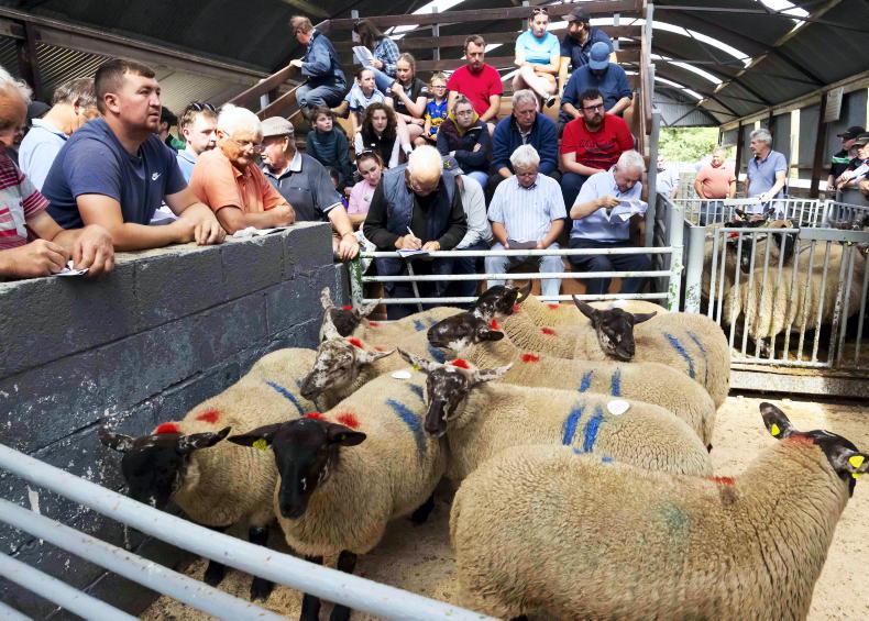 Ewe hoggets average €325 in Borris sale Ewe hoggets average €325 in Borris sale