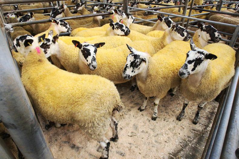 Mule hoggets soar by £55/head in Ballymena Mule hoggets soar by £55/head in Ballymena