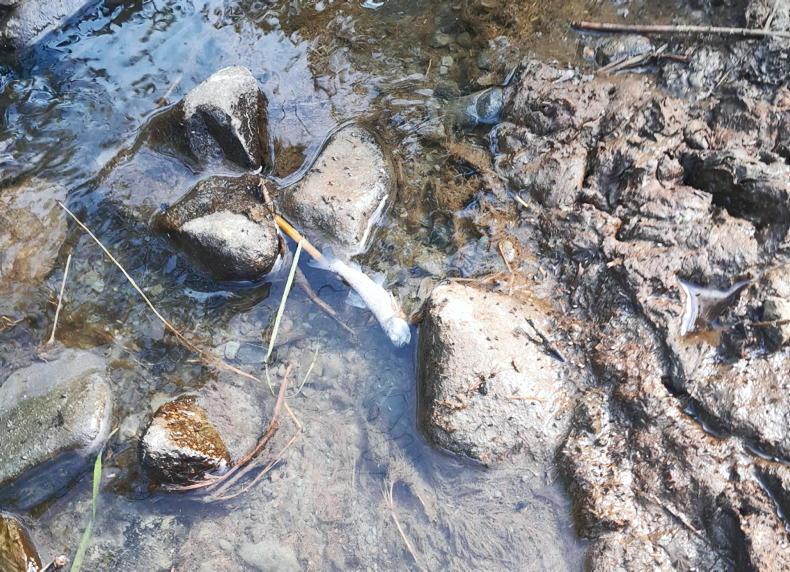 Over 500 fish found dead along 9km stretch of river in Meath Over 500 fish found dead along 9km stretch of river in Meath