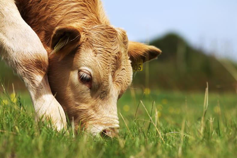 Coolmore confirms ‘regrettable’ deaths of 14 cattle in hot spell Coolmore confirms ‘regrettable’ deaths of 14 cattle in hot spell