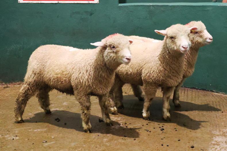 Organic sheep farmers seek better market access Organic sheep farmers seek better market access