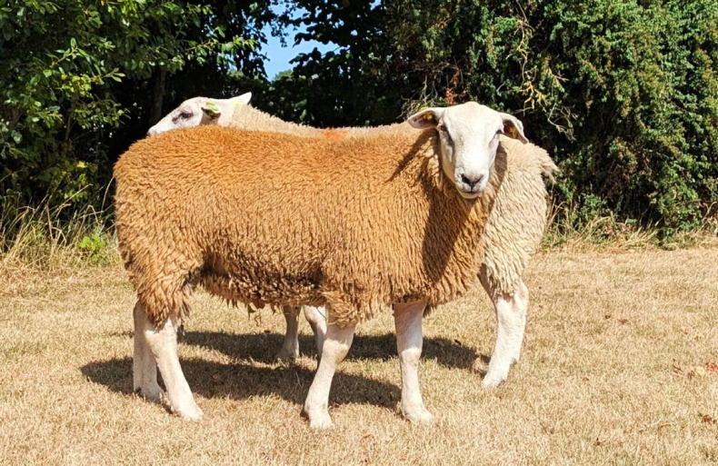 Record price of €4,000 for a Belclare ram Record price of €4,000 for a Belclare ram
