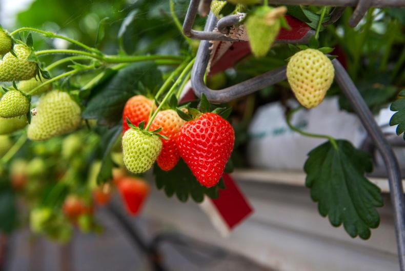 Irish strawberries in demand but growers warn of labour and weather challenge Irish strawberries in demand but growers warn of labour and weather challenge