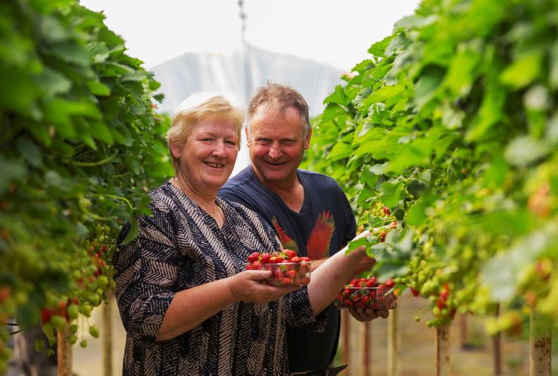 Irish strawberries in demand but growers warn of labour and weather challenge Irish strawberries in demand but growers warn of labour and weather challenge