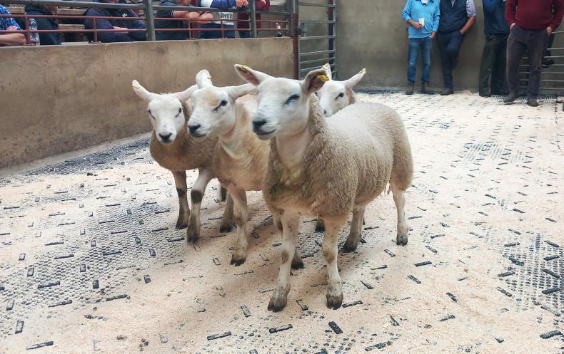 Cuts put NI lamb price at 2025 levels Cuts put NI lamb price at 2025 levels