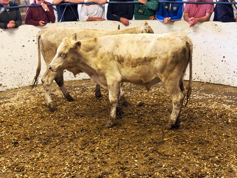 Trade steady in Cahir for all types of cattle Trade steady in Cahir for all types of cattle