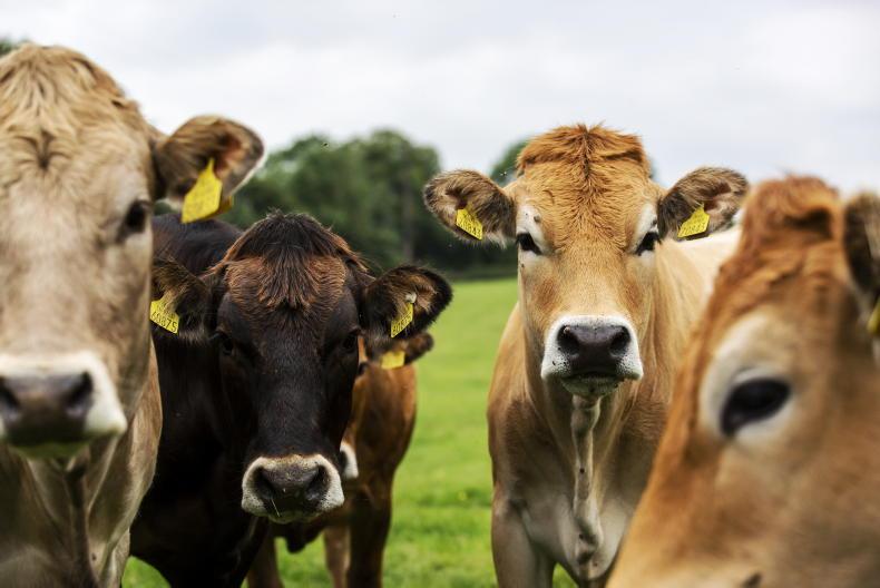 Irish farms rank among the lowest stocked in EU Irish farms rank among the lowest stocked in EU