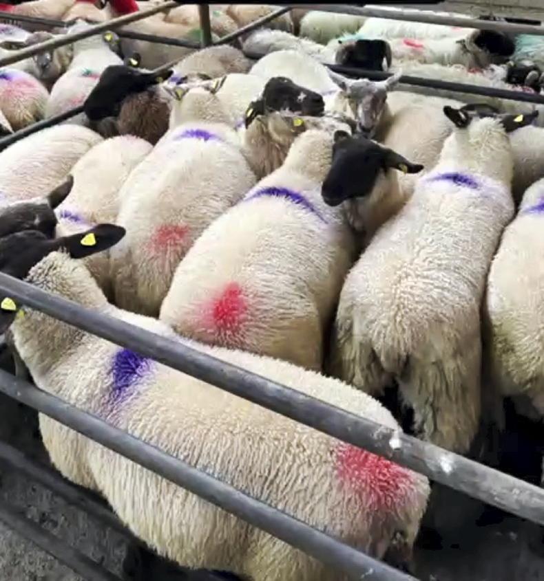 Keen demand for fleshed types in Ballinrobe Keen demand for fleshed types in Ballinrobe