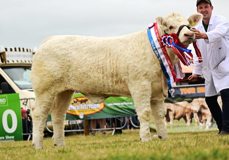 Monaghan heifer wins National Charolais Show Monaghan heifer wins National Charolais Show