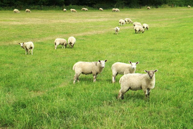 Sheep Management: Drought and lamb slaughter performance Sheep Management: Drought and lamb slaughter performance