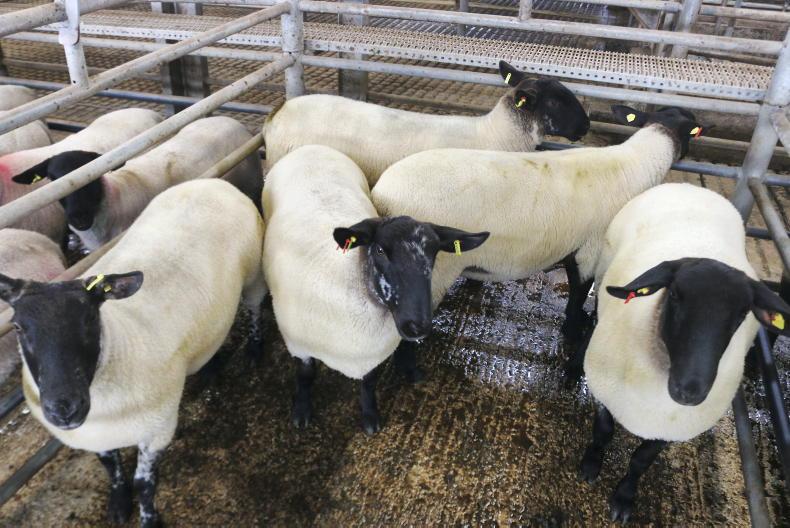 Variable performance in ewe hogget sales Variable performance in ewe hogget sales