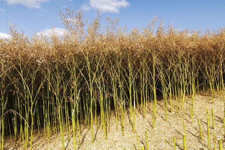 Tillage Management: oilseed rape and crop planning Tillage Management: oilseed rape and crop planning