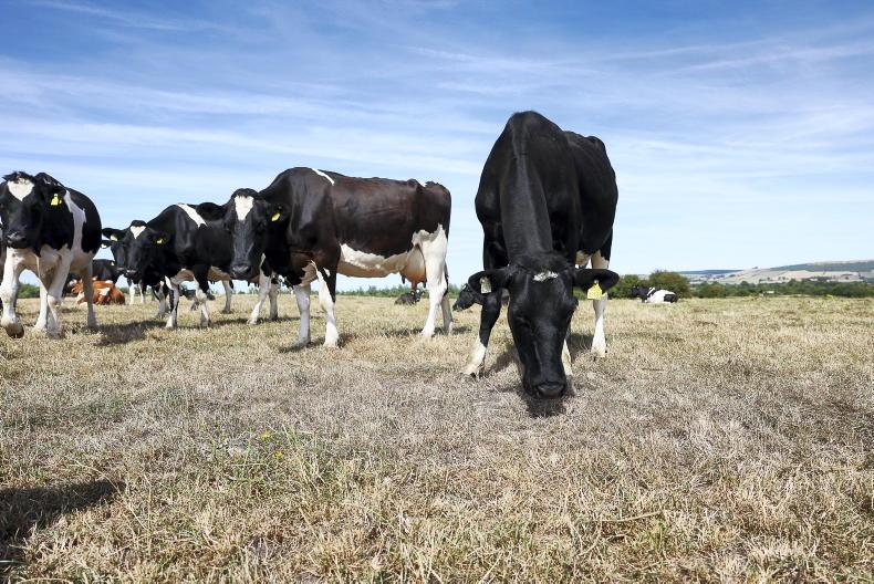Drought advice: planning, culling and winter feed key for dairy farmers Drought advice: planning, culling and winter feed key for dairy farmers