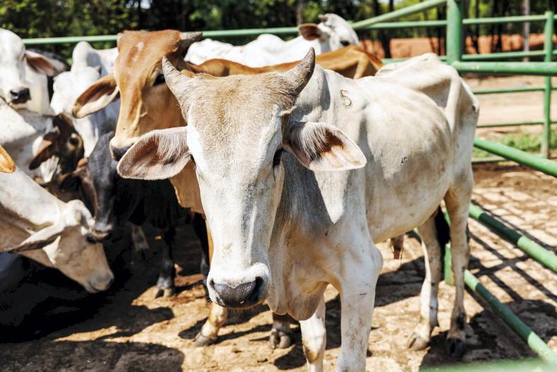 China tariffs bite into Brazil’s beef exports China tariffs bite into Brazil’s beef exports