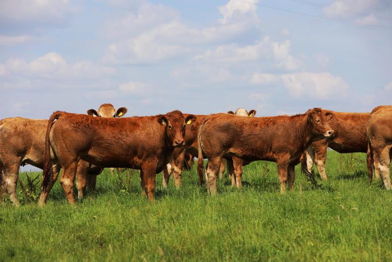 First production sale from Blarney Castle’s Turret Farm First production sale from Blarney Castle’s Turret Farm