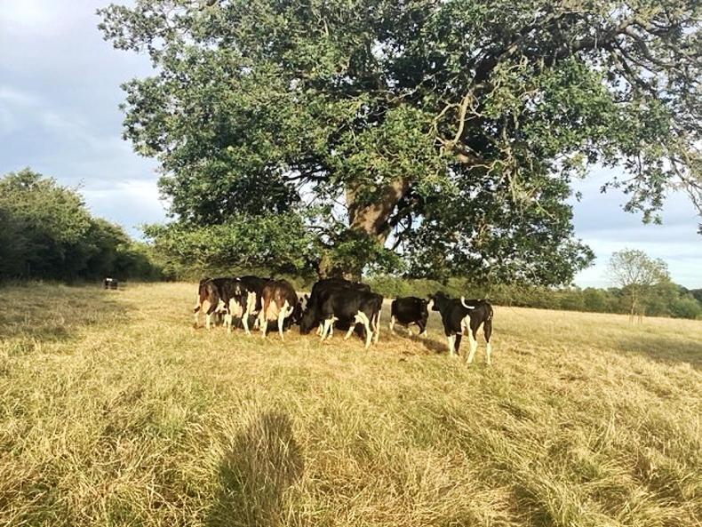 Farmer Writes: cows on full winter rations in England Farmer Writes: cows on full winter rations in England